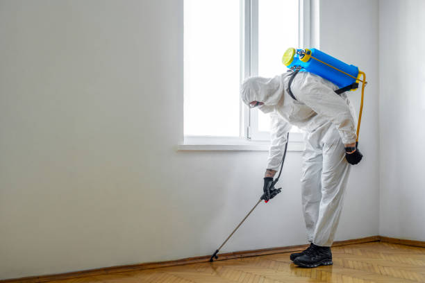 Best Termite Control Services  in Northampton, MA