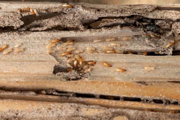 Best Affordable Pest Control Services  in Northampton, MA