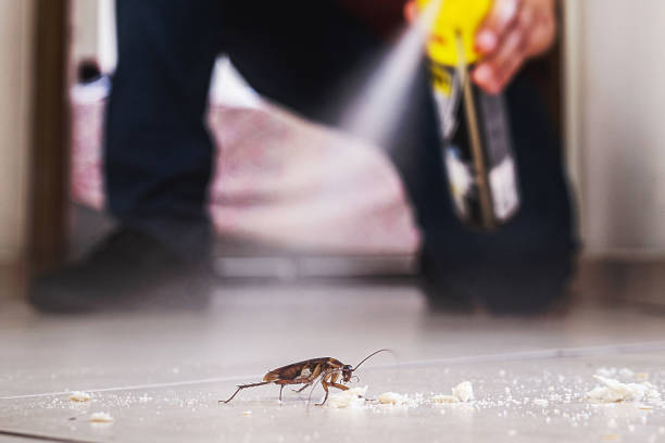 Best Flea Control Services  in Northampton, MA